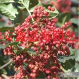 大紅袍花椒苗 大紅袍花椒苗價(jià)格 大紅袍花椒苗批發(fā)