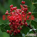 鑫富海苗圃出售大紅袍花椒苗 批發(fā)大紅袍花椒樹苗