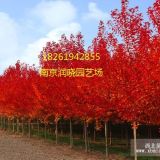 美國紅楓價格更新美國紅楓樹價格調整