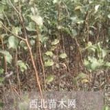 杏樹苗促銷價(jià)格|||杏樹苗基地價(jià)格 山西杏樹苗專賣價(jià)格