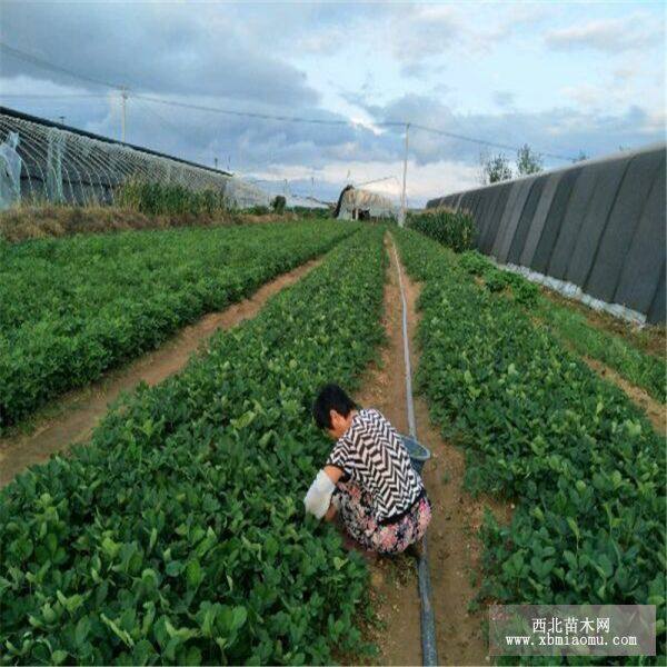 佐贺清香草莓苗