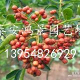 花椒苗種植  山東花椒樹(shù)種植