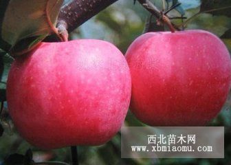 富士蘋(píng)果苗 紅將軍蘋(píng)果苗 等···