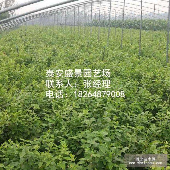 蓝莓苗最新价格