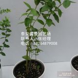 一年藍莓苗價格 兩年藍莓苗價格 三年藍莓苗價格