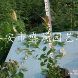 江蘇哪里有藍莓苗 江蘇藍莓苗基地 江蘇藍莓苗批發(fā)