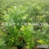 適合北方種植的藍(lán)莓苗 北方種植什么品種藍(lán)莓苗