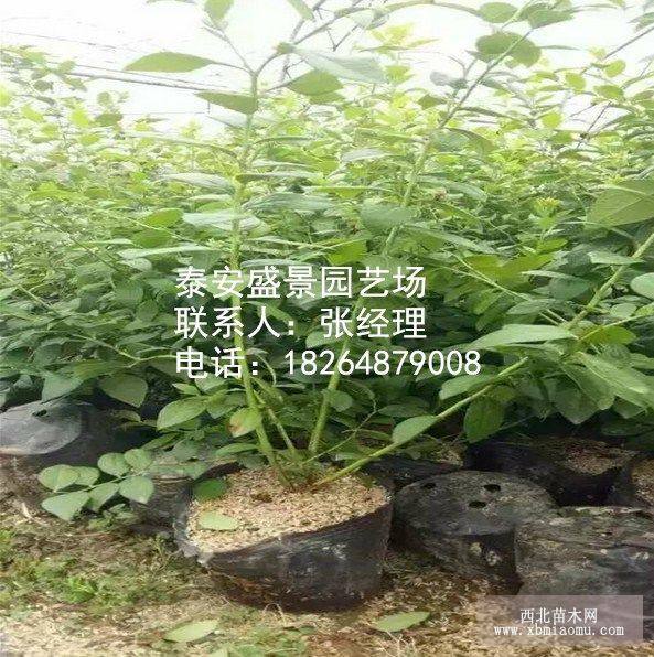 半高叢藍莓苗批發(fā)