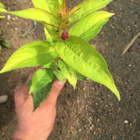 出售金葉紅花王子錦帶，金葉紅花王子錦帶工程苗