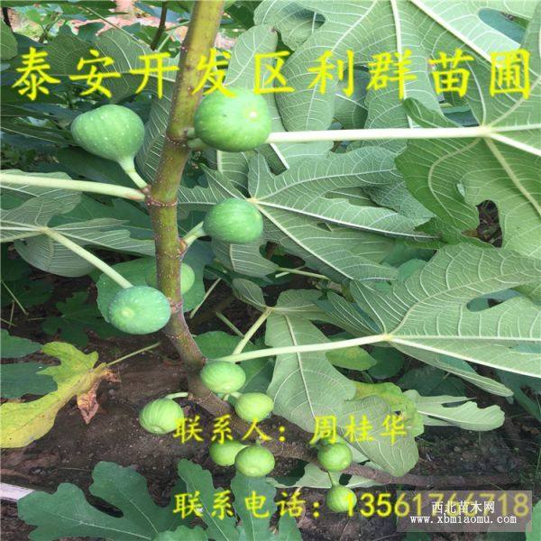 布兰瑞克无花果苗