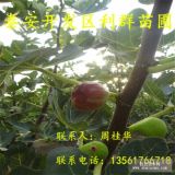 山东布兰瑞克无花果树苗、布兰瑞克无花果树苗价格多少