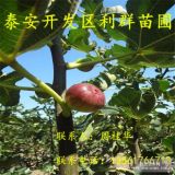 无花果树苗、新品种无花果树苗、无花果树苗基地