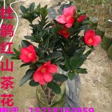 供應(yīng)四季杜鵑紅山茶—杜鵑紅山茶花基地