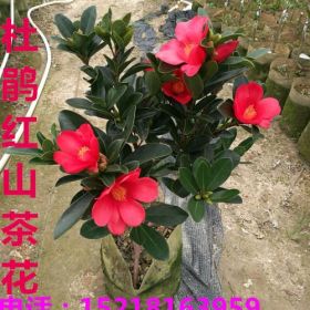 供应四季杜鹃红山茶—杜鹃红山茶花基地