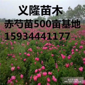 赤芍苗价格=赤芍苗价格