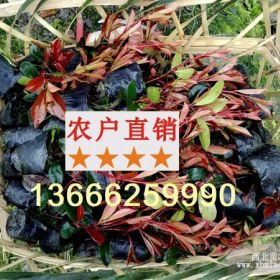 山西臨汾紅葉石楠小杯苗批發(fā)價(jià)格 晉中紅葉石楠苗2017價(jià)格