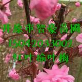 苗木基地常年批發(fā)優(yōu)質(zhì)苗木紅葉榆葉梅