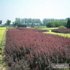 紫叶小波 紫叶小擘等绿化苗木报价 规格齐全 基地直销