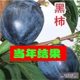 柿子树苗7公分8公分10公分柿子树