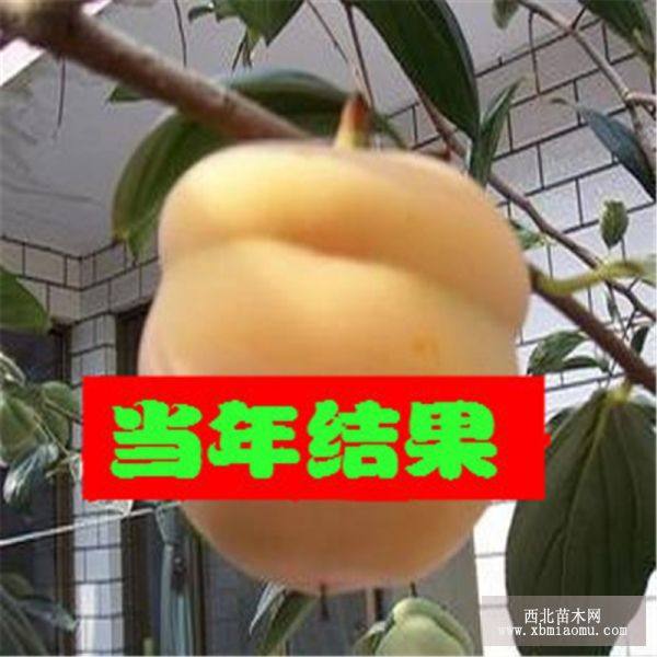 柿子树