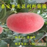 砂子早生桃苗、砂子早生桃樹(shù)苗、砂子早生桃樹(shù)苗價(jià)格