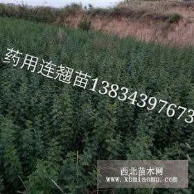 连翘苗价格**药用连翘苗价格 连翘苗哪里有卖？