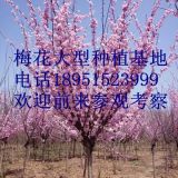 2017年哪里有6公分美人梅價(jià)格多少錢一顆 基地 報(bào)價(jià) 圖片