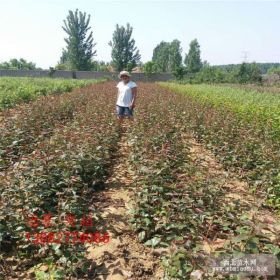 红肉苹果苗批发价格,1公分苹果树哪里有,哪里批发苹果苗