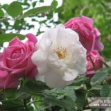 薔薇 薔薇批發(fā) 薔薇綠化苗木報價 薔薇基地直銷