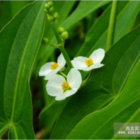 慈姑 慈姑水生苗木报价 慈姑苗木批发 慈姑基地直销