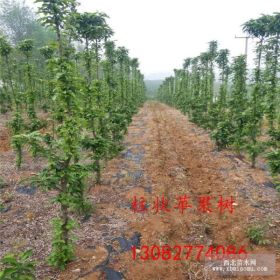 1公分苹果苗哪里卖,2公分苹果树哪里卖,哪里卖嫁接苹果苗