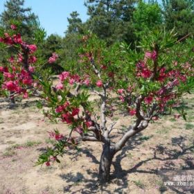 红叶碧桃 红叶碧桃绿化苗木报价 红叶碧桃苗木批发 基地直销