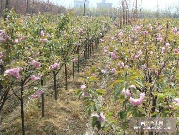 樱花 日本樱花