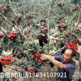 大紅袍花椒苗，1米花椒苗，80公分花椒苗，山西花椒苗，花椒苗