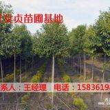 大葉女貞報價_濮陽5-11公分大葉女貞種植基地