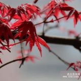 供應(yīng)四季紅楓日本紅楓羽毛楓黃金楓美國(guó)紅楓樹苗