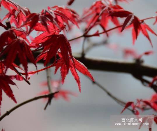 日本紅楓樹苗