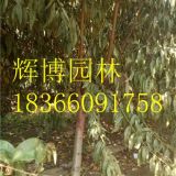 4公分紅葉碧桃價(jià)格發(fā)貨數(shù)量