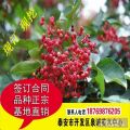 優(yōu)質(zhì)花椒苗 苗圃直銷大紅袍花椒苗 規(guī)格齊全量大從優(yōu)