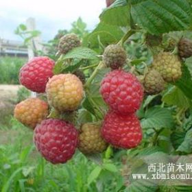 出售红树莓苗、四季树莓苗、四季草莓苗、黑加仑苗、蓝莓苗