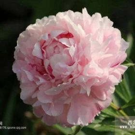 大量批发红峰芍药花品种纯正