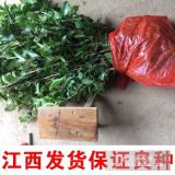 油茶苗佳種植時間,油茶大王,高產(chǎn)油茶樹苗圃基地