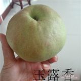 玉露香梨樹(shù)苗多少錢 1米以上玉露香梨苗批發(fā)價(jià)格