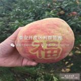 中華福桃樹苗、出售中華福桃樹苗、中華福桃樹苗價(jià)格是多少