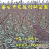 1公分桃树苗、1公分桃树苗价格多少、1公分桃树苗基地