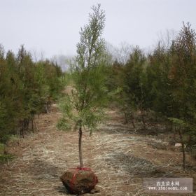 侧柏 扁柏 侧柏苗 扁柏苗等绿化小苗报价 小苗批发 基地直销