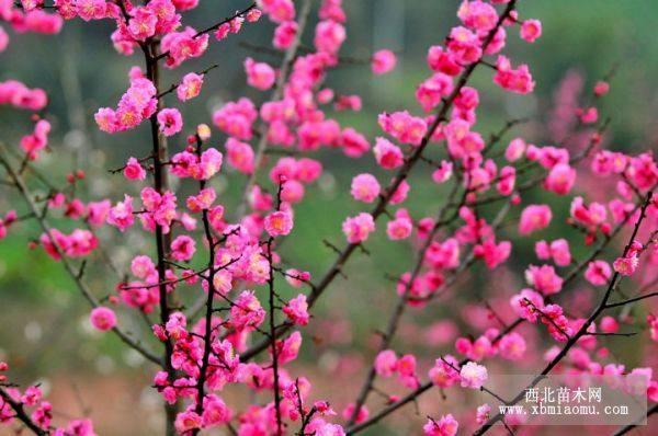 红梅 梅花