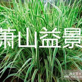 玉带草 晨光芒 千屈菜 水菖蒲 狼尾草