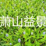 梭魚草 野茭白 水芹 荷花 菱角 狐尾藻