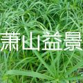 旱傘草花葉香蒲水蔥再力花小香蒲路易斯安娜鳶尾